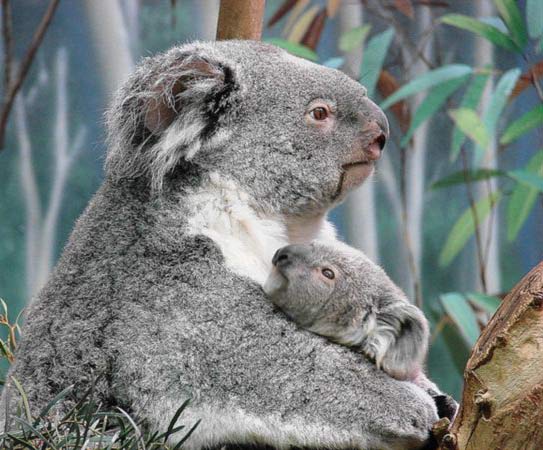 Koala Joeys weigh 1 gram at birth.
