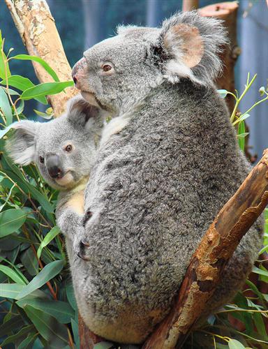 Picture of a Koala Joey with its mother.