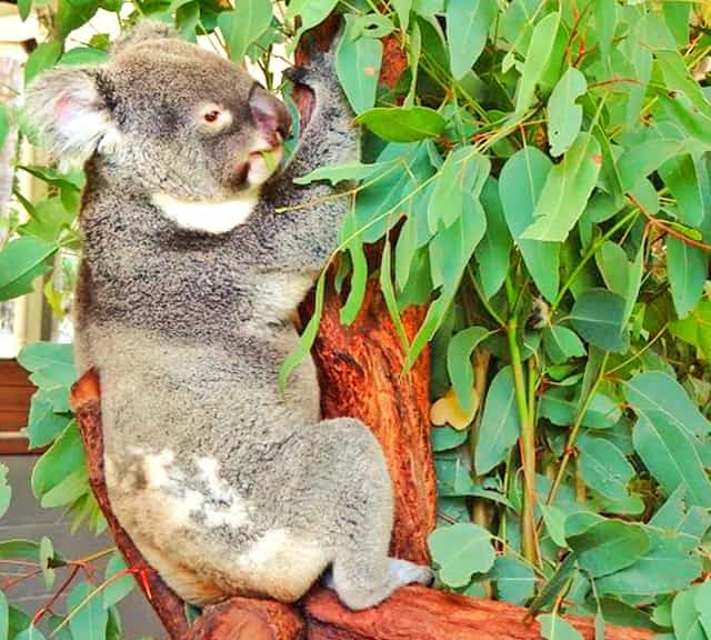 Koala joeys at 10 months old start eating Eucalyptus leaves and they no longer go inside their mother's pouch.