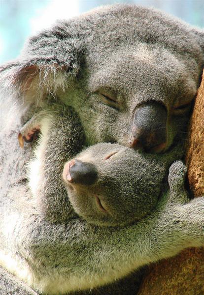 Koala Joey Bee Sized.