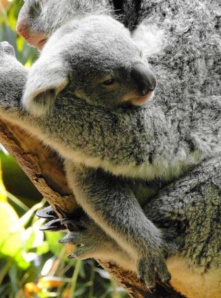 Behavior of koala Joeys.
