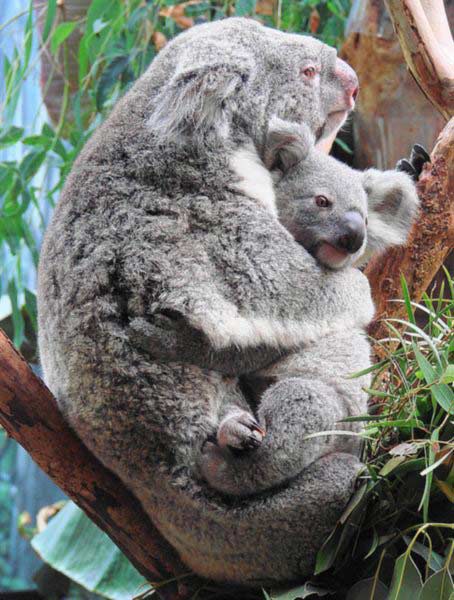 A Koala Joey at birth travels inside her mothers' pouch.