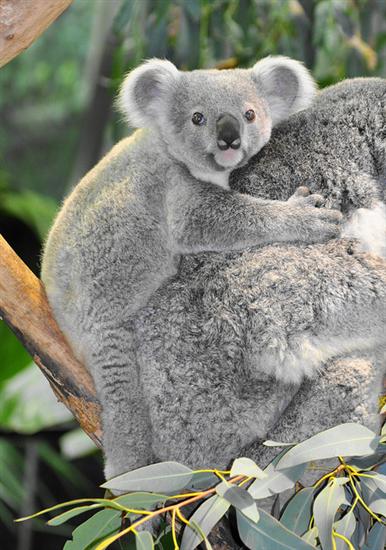 Koala Joey Start Chewing at 8 months.