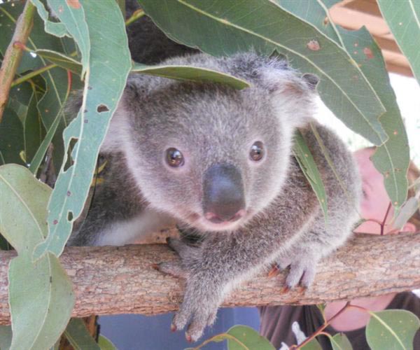 Koala Joey climbing a tree.