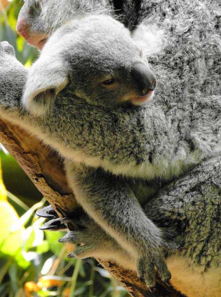Koala Joeys Enjoy Carbohydrates in their mother milk.