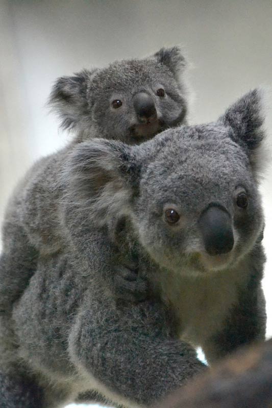 Koala Joey mounting at her mother's back.
