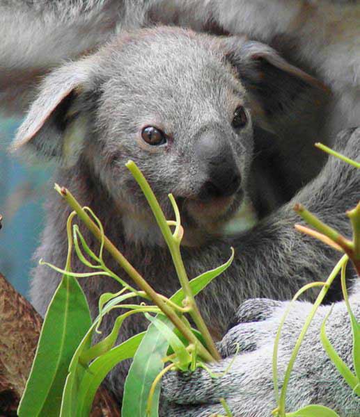A Koala Joey depends upon its mother's milk.
