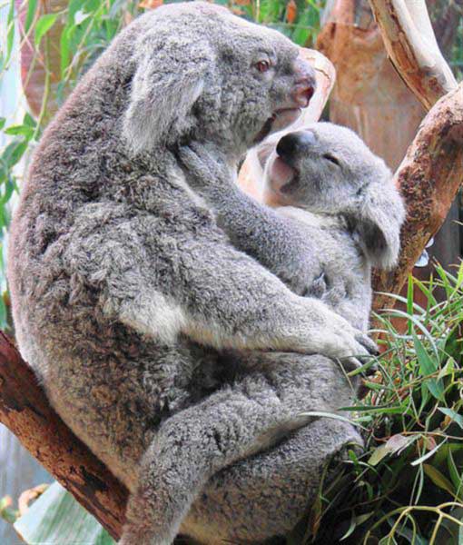 Koala Joeys' Playful movements.
