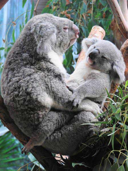 Koala Joey Outside its mother Pouch