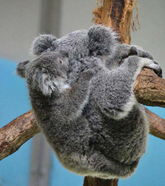Koala Joey Outside its mother's Pouch.