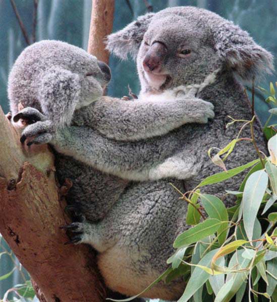 Koala Joeys are playful.