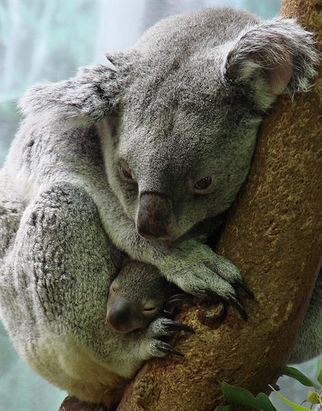 Koala Joey Enjoys nutrition in its mother's pouch. 
