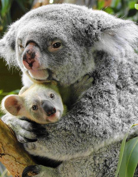 Koala Joeys' Sizes.