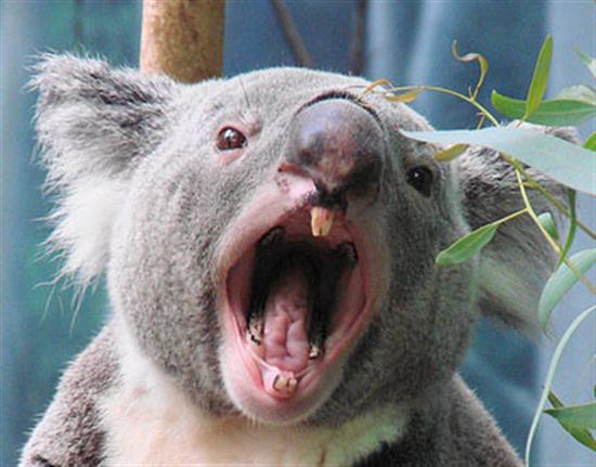 Koala Joey's Tooth Development.