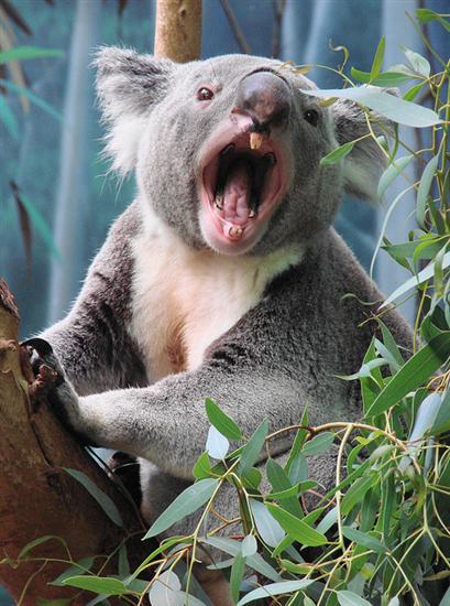 Koala Joeys' Tooth emerge after 7 months.