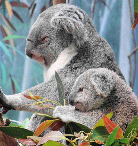 Koala Joeys fight with mothers.