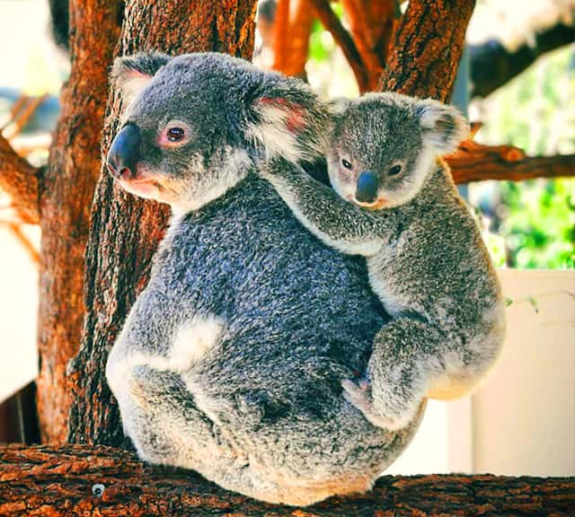 Koala Joeys are as small as 2 centimeters at the time of their birth.