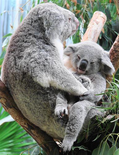 A Small Koala Joey.