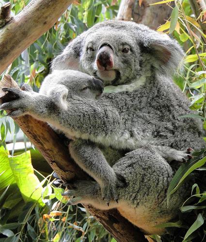 Koala Joeys easily smell their mother's milk.