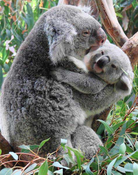 Koala joeys have strong sense of smell.