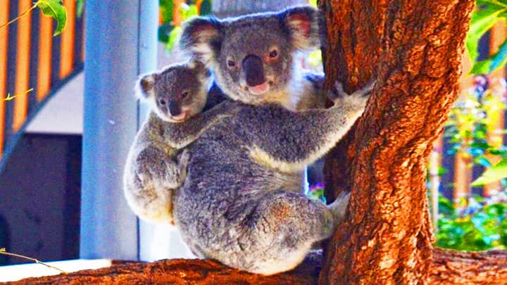 Twin Koala Joeys are very rare. 