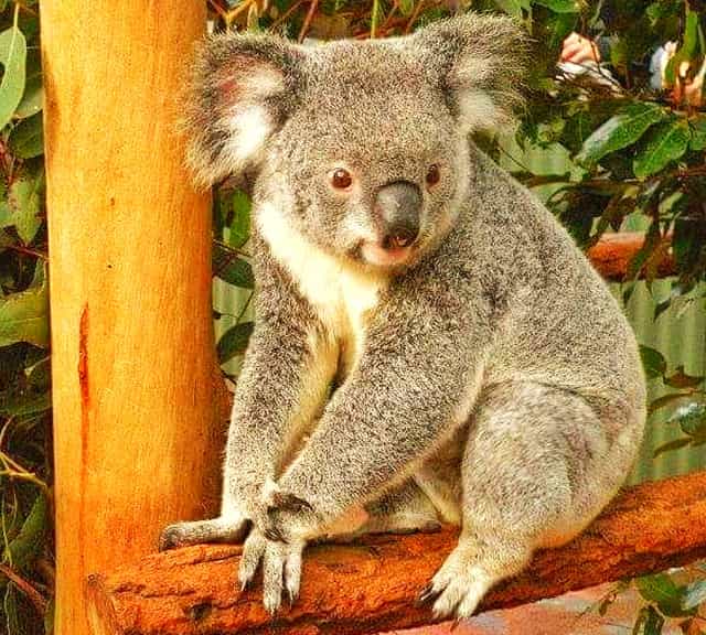Aboriginal and Native name of the Koala became part of the English language in 19th century