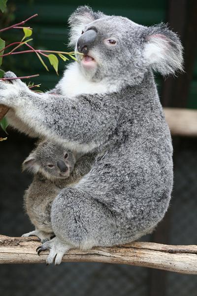 Female Koala Joeys are recognized with the help of the pouches attached to their bellies.