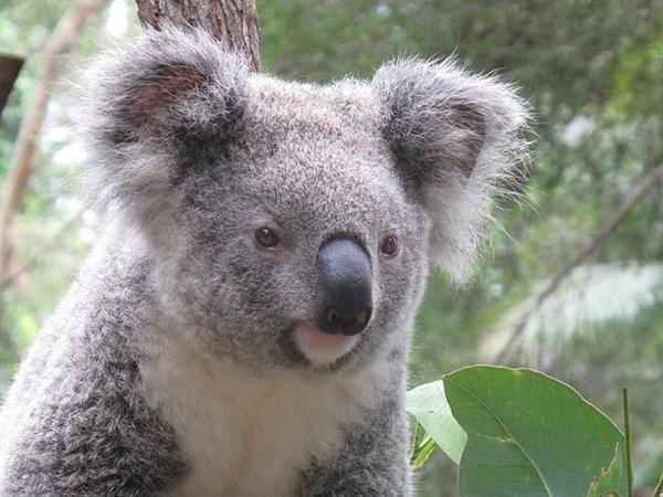 Koalas are recognized through their fluffy fur.