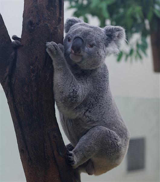 Koalas are recognized through their slower movements.