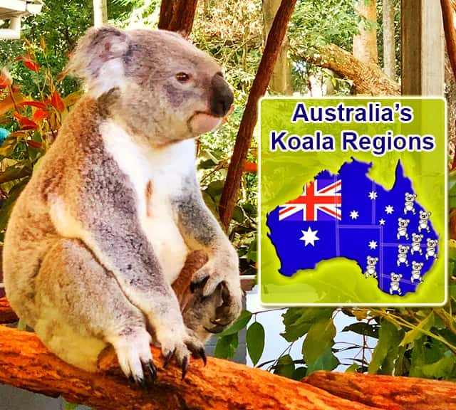 Australia's koala regions include the Victoria, Queensland, the New South Wales and the South Australia.