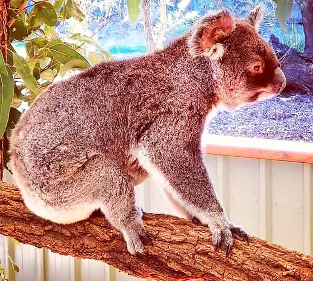 Koalas in New South Wales region of Australia.