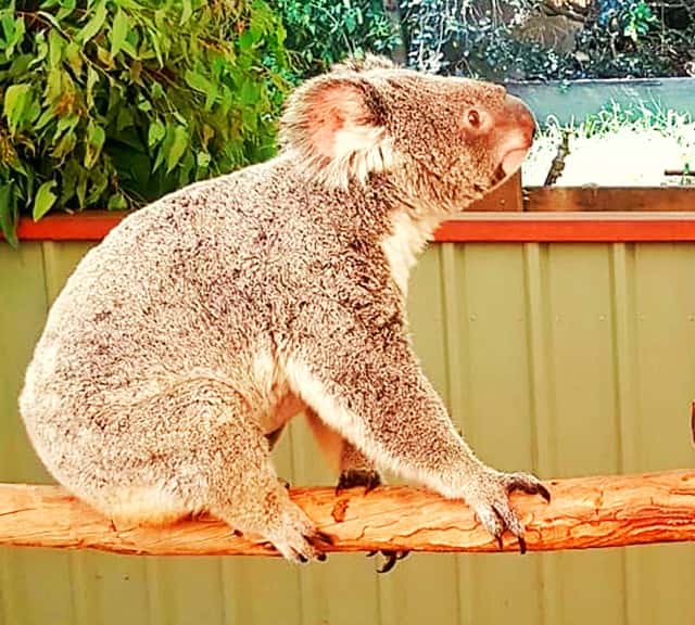 Koalas in Australia's South Ausralian State.