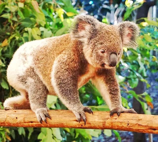 Koalas in Australia's Victorian region.
