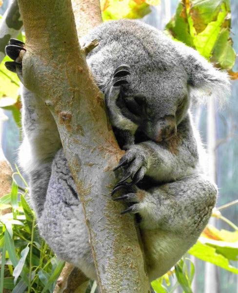 Koalas unique sleeping positions.