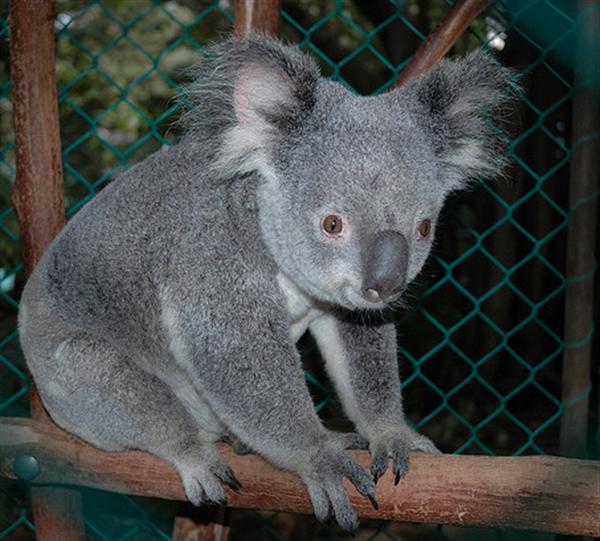 Koalas live alone, therefore, they were spotted late.