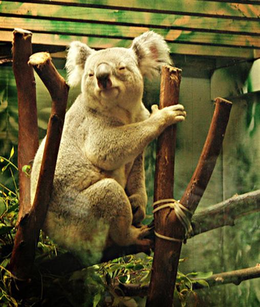 Koalas have unique existence but early Australian settlers failed to understood it.