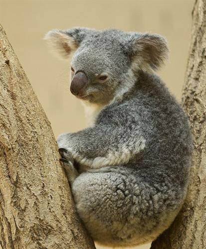 Koalas lack strength