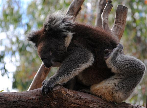 Koalas are largest tree climbing mammals across the continent of Australia.