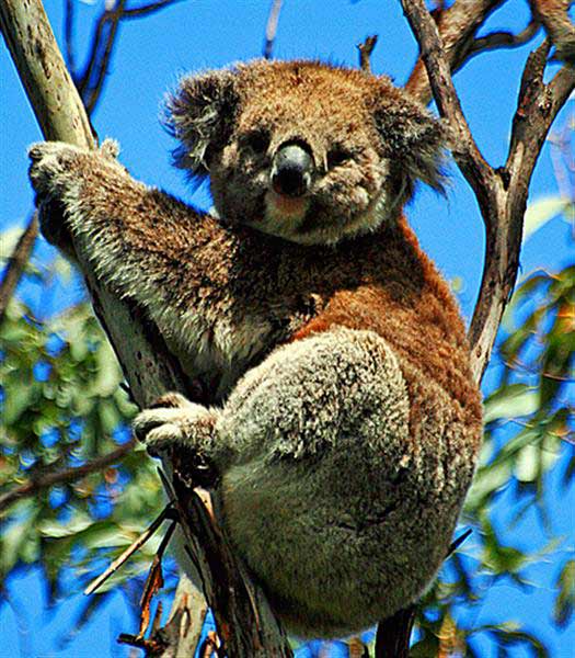 Koalas are huge-sized tree climbers across Australia.