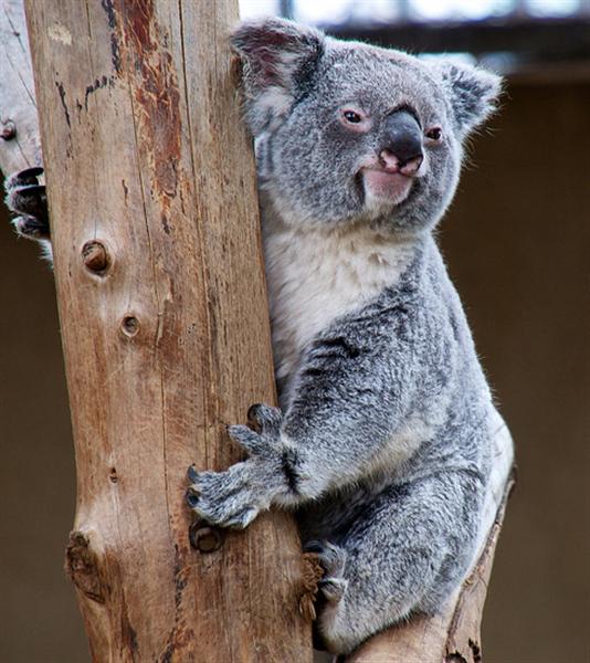 Koalas are larger and bigger than Opossums and Tree Kangaroos.
