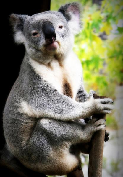 Koalas as largest arboreal