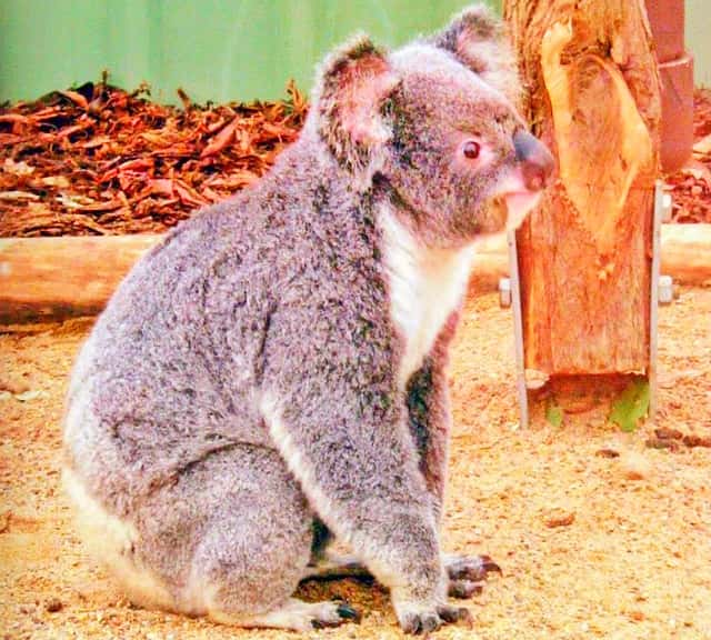 Many koala types have extinct across Australia.