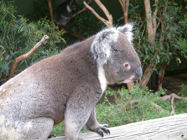 Koalas voice help them to be protected against predators.
