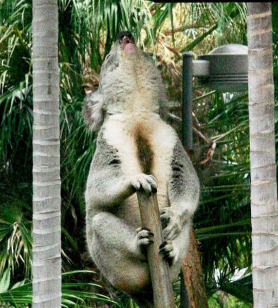 Male Koalas loudest among all Australian Mammals.