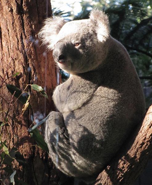 Male Koalas loudest voice.