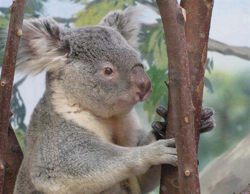 Koalas Fulfill their water requirements through Eucalyptus leaves.