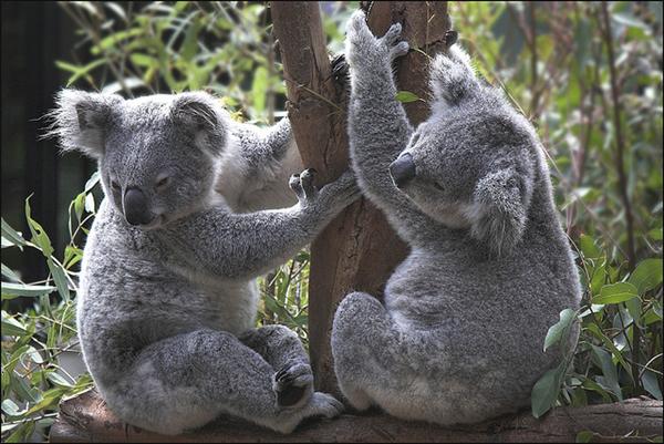 Male and female Koalas vary in terms of their weights and sizes.