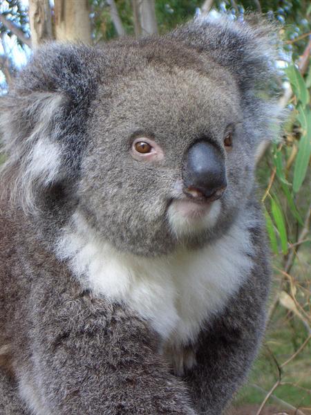 Koalas heart beat increases when suffered from heat strokes and heat exhuastion.