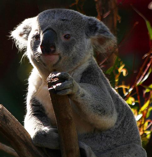 Koalas suffer heat exhaustion due to an extreme sunlight exposure.