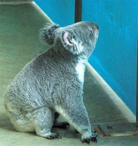 Koalas suffer heat strokes with excessive heat exposure.